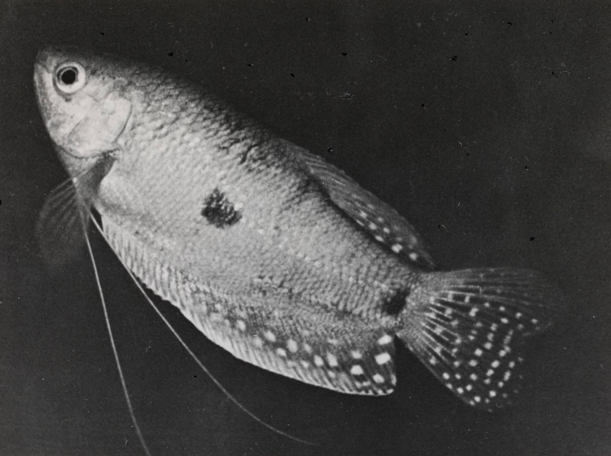 Osphromenus sumatranus