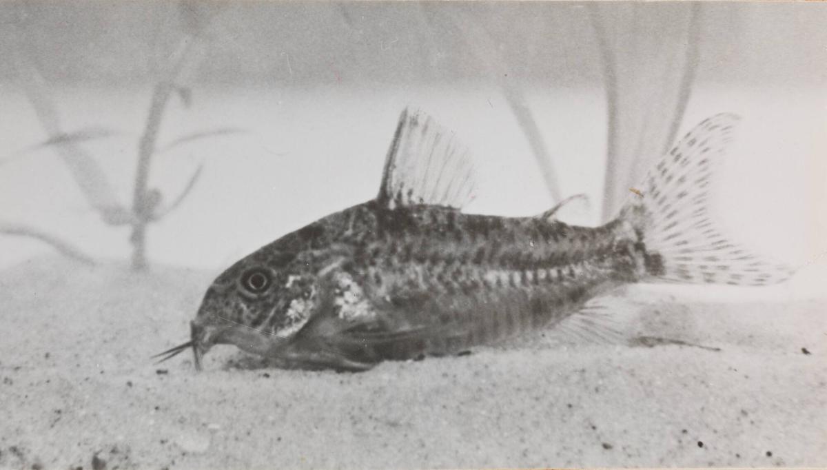 Corydoras paleatus