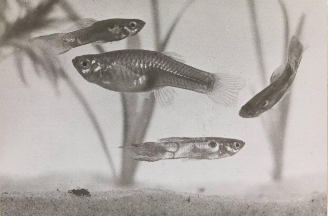 Lebistes reticulatus