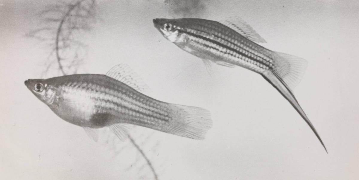 Xiphophorus helleri