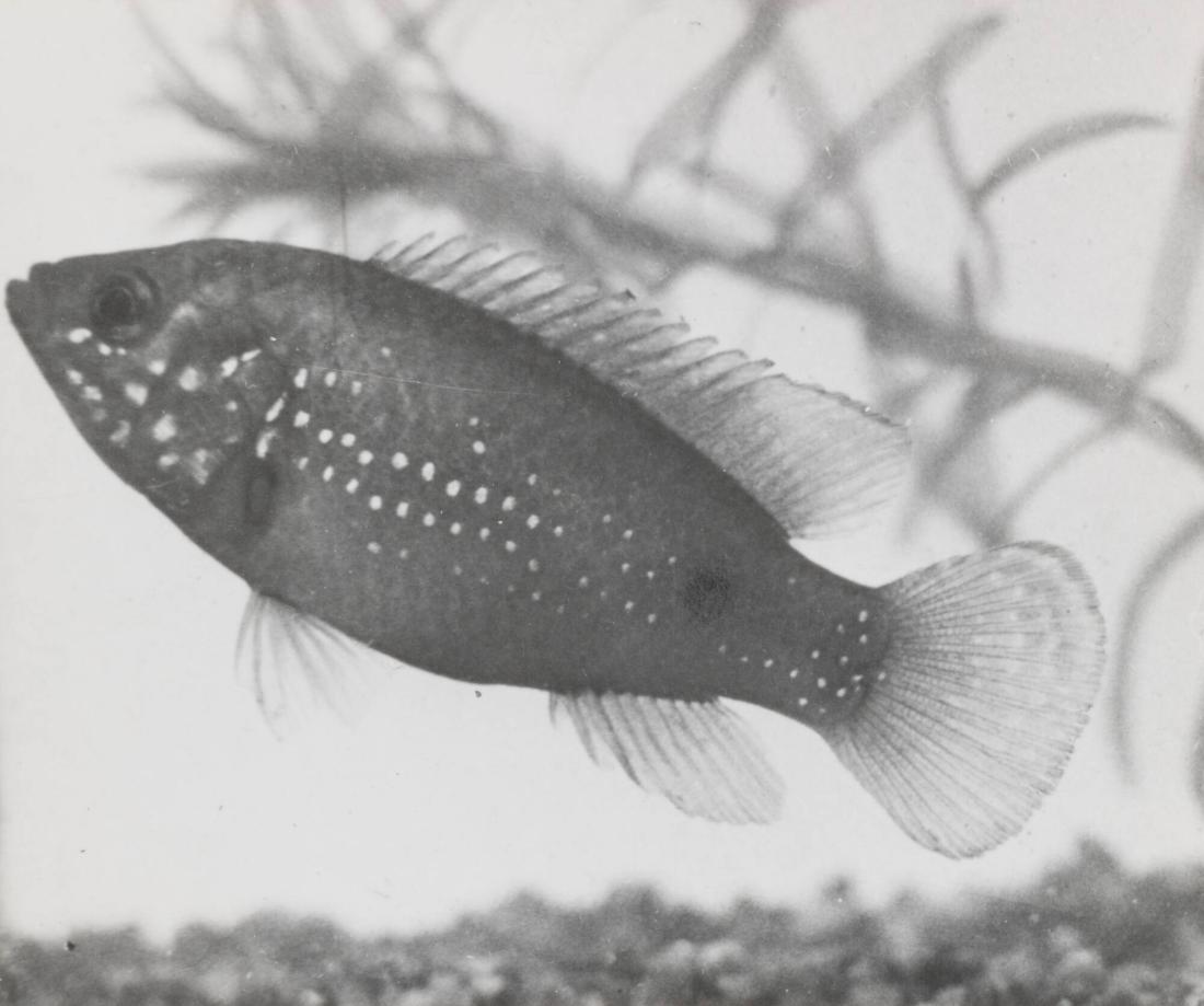 Hemichromis bimaculatus