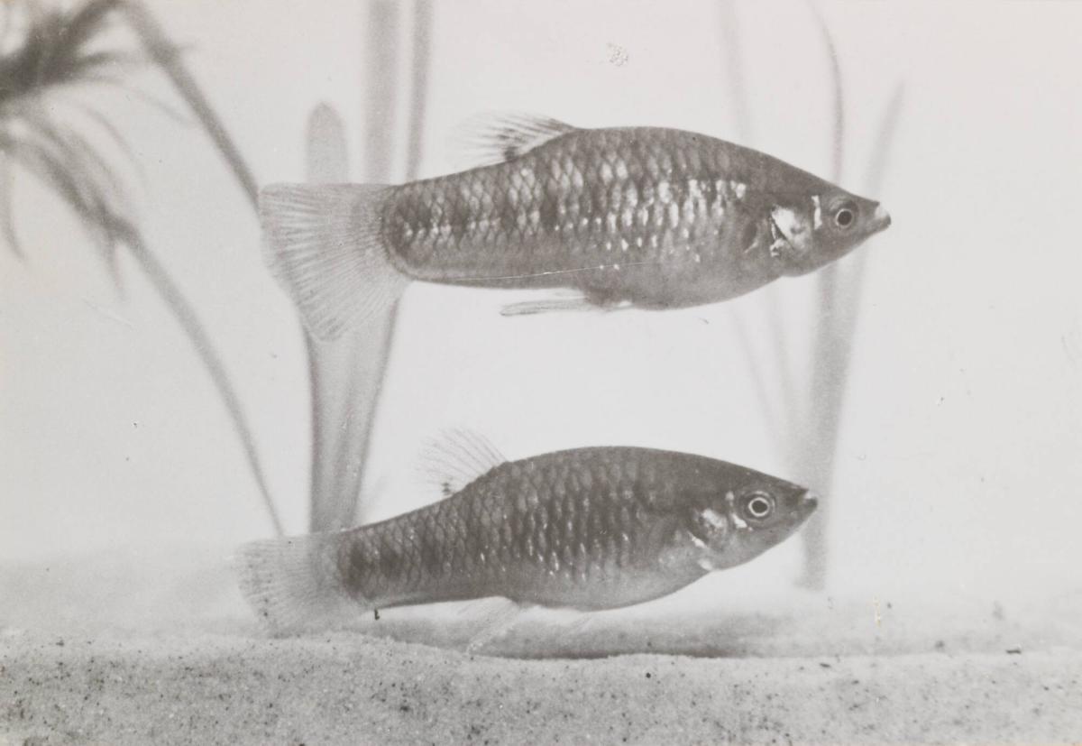 Limia nigrofasciata; ungt par (hanen överst). En levandefödande tandkarp
