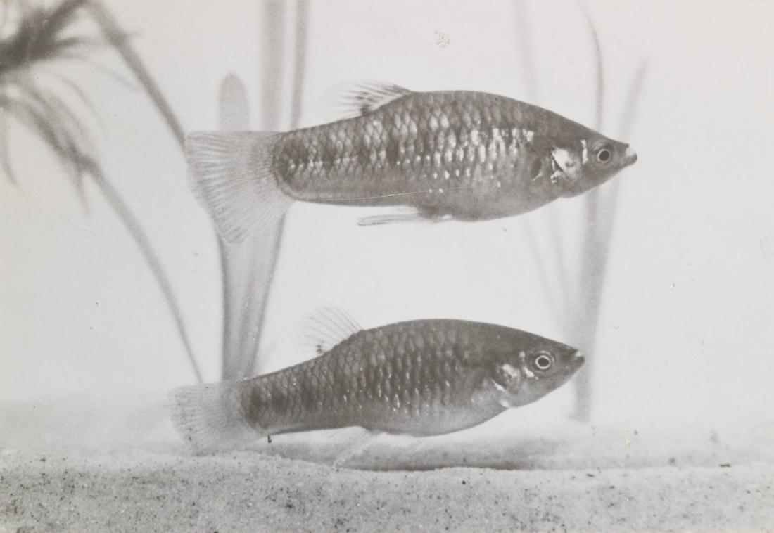 Limia nigrofasciata; ungt par (hanen överst). En levandefödande tandkarp