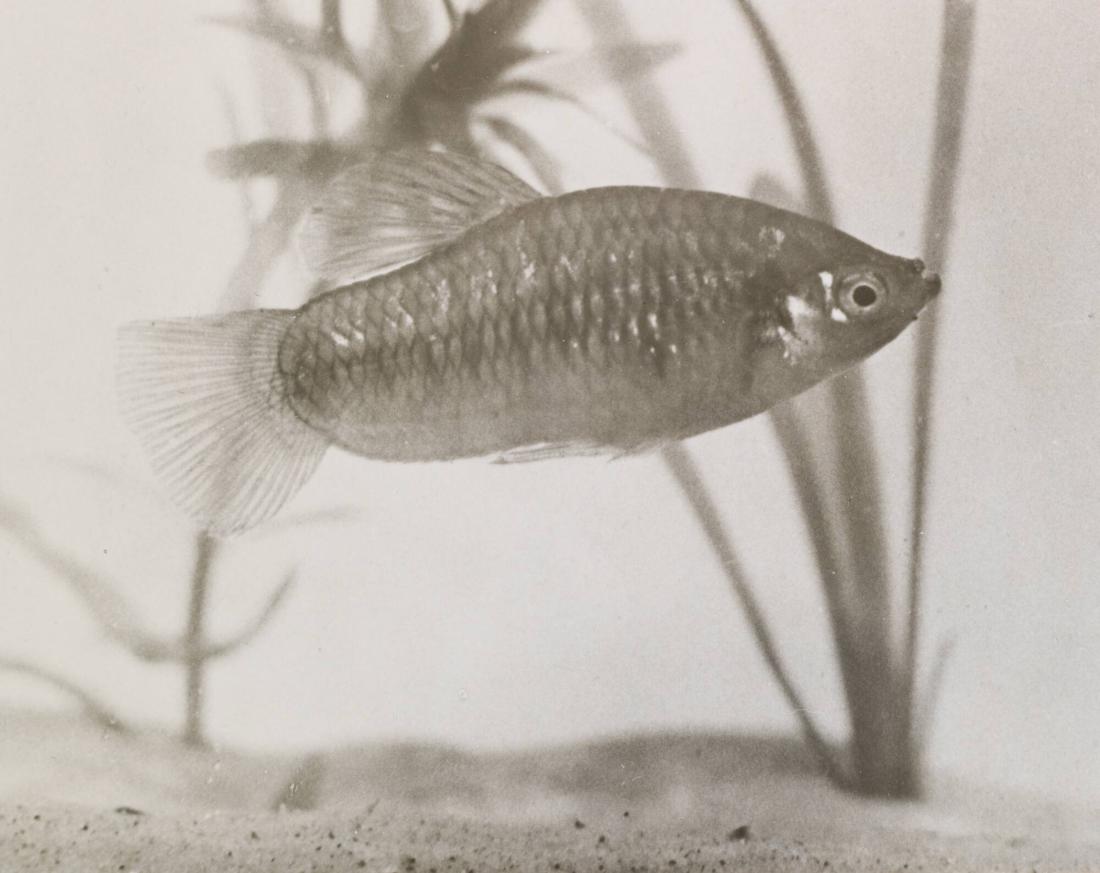Limia nigrofasciata. Levandefödande tandkarp