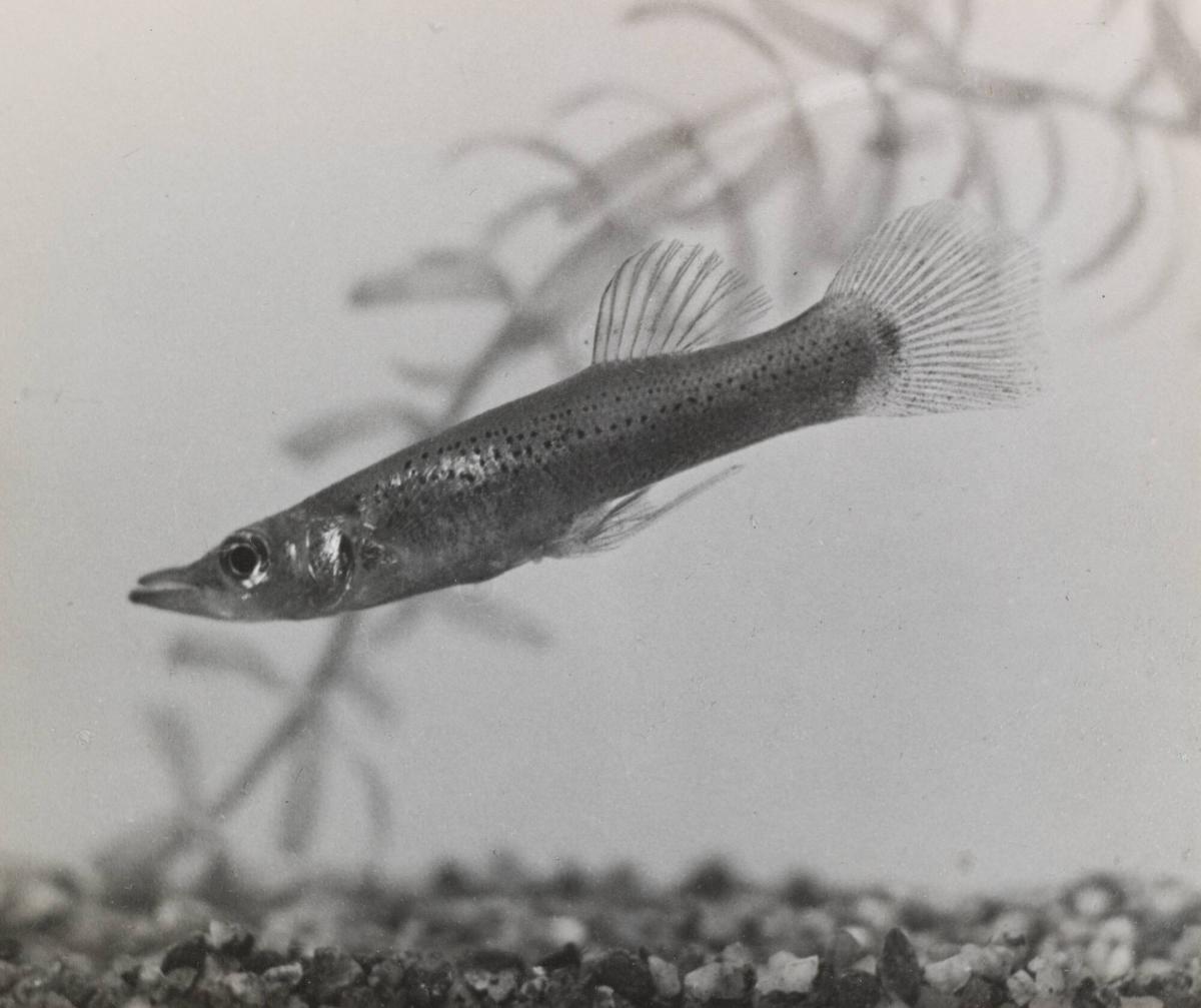 Gäddtandkarp (Belonesox belizanus)