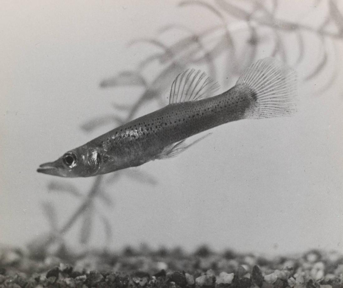 Gäddtandkarp (Belonesox belizanus)