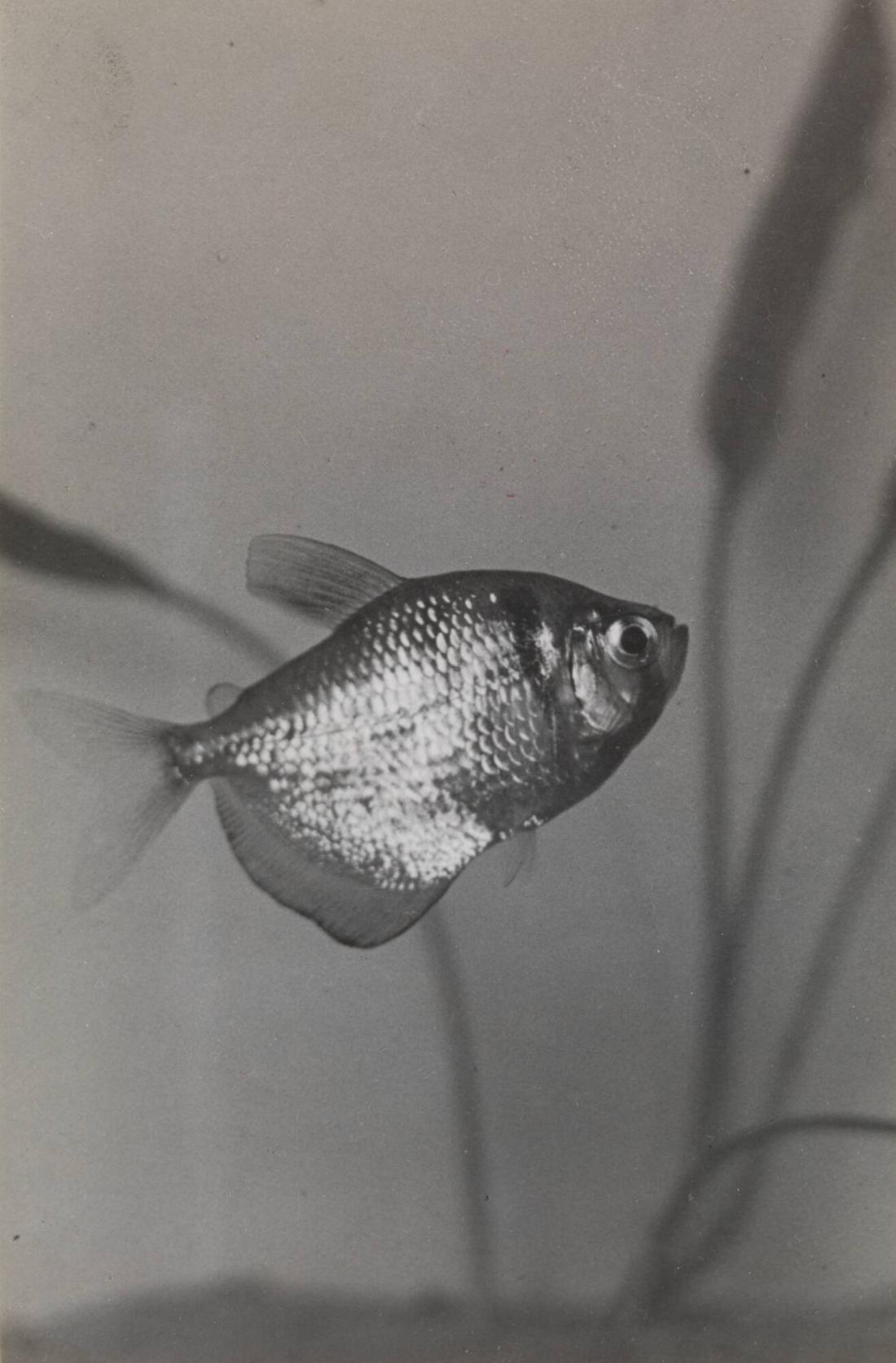 Sorgmanteltetra (Gymnocorymbus ternetzi)