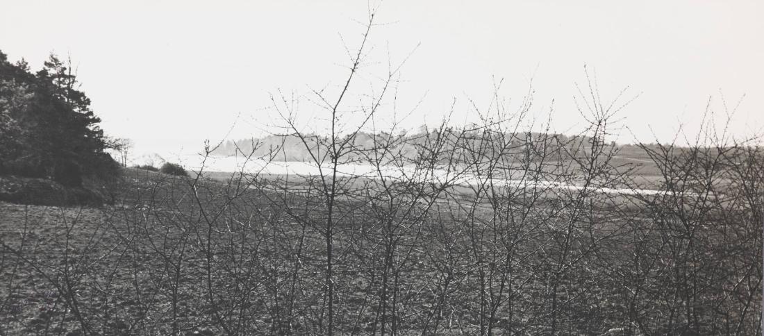 Våren vid Hammarskog