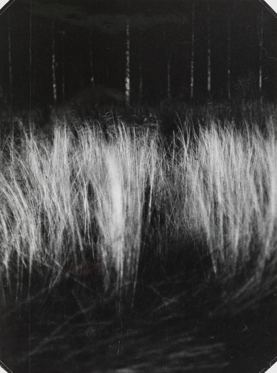 Vind i gräset. November