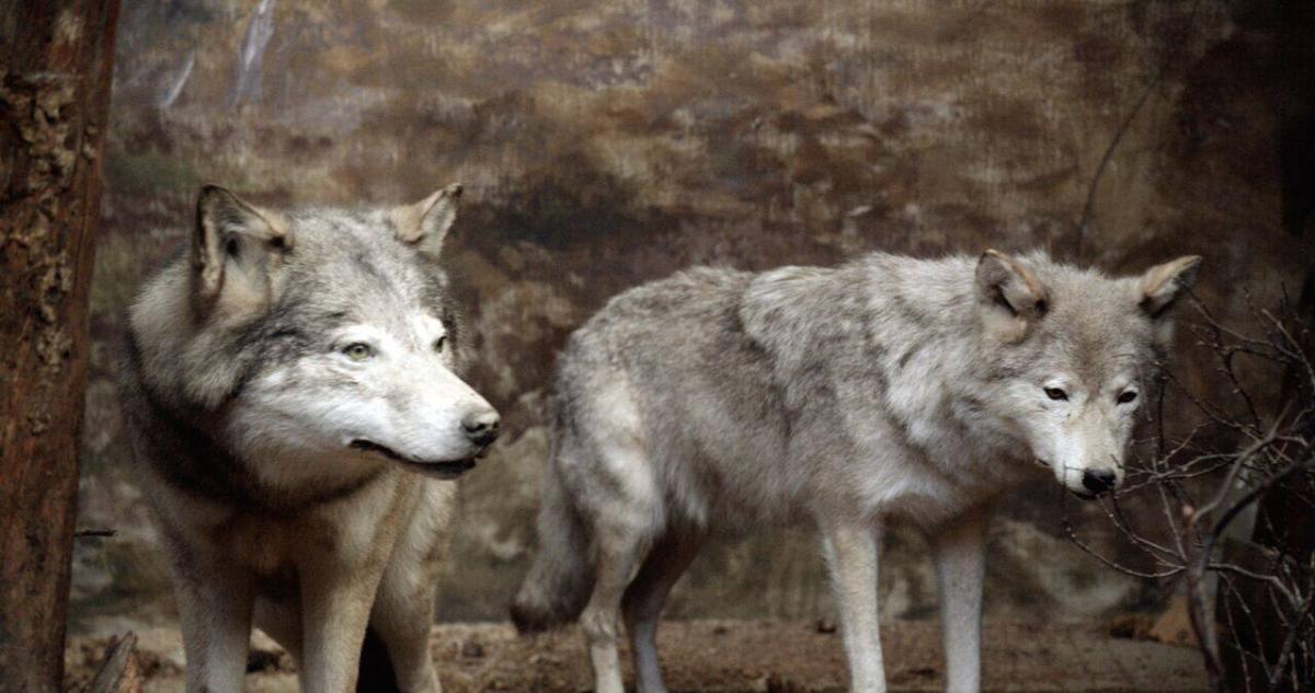 Stillbild från konstnären/galleriet: Jielemeguvvie guvvie sjisjneli (film inside an image), 201 ...