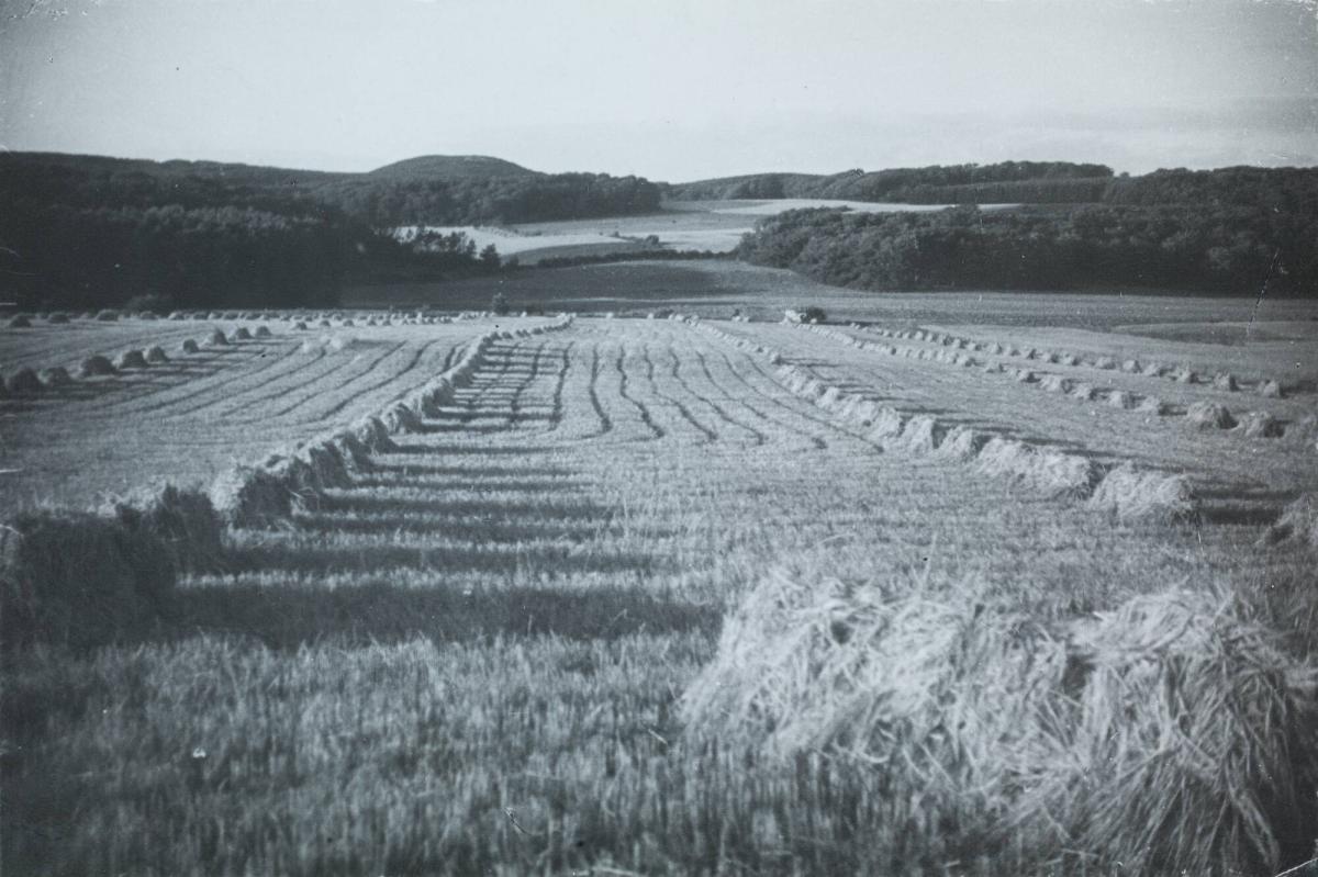 Åker vid Kullaberg, Skåne