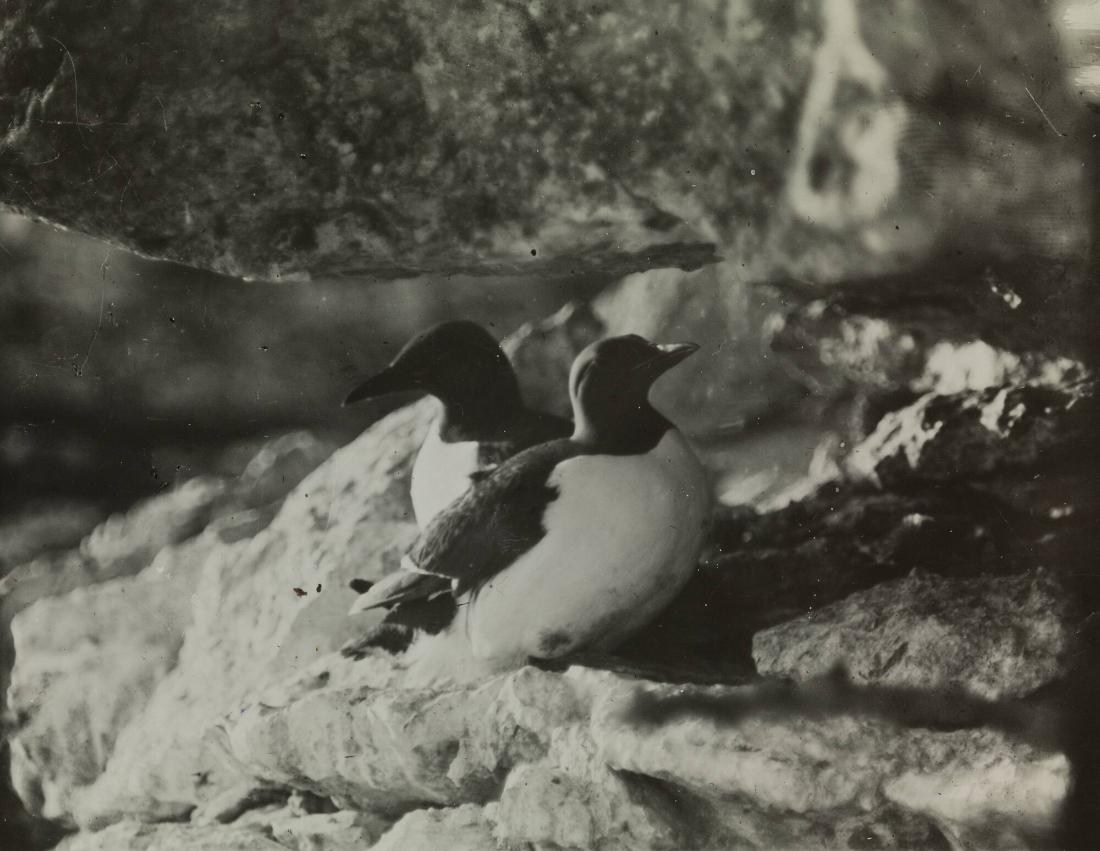 Sillgrisslor på Karlsöarna, Gotland