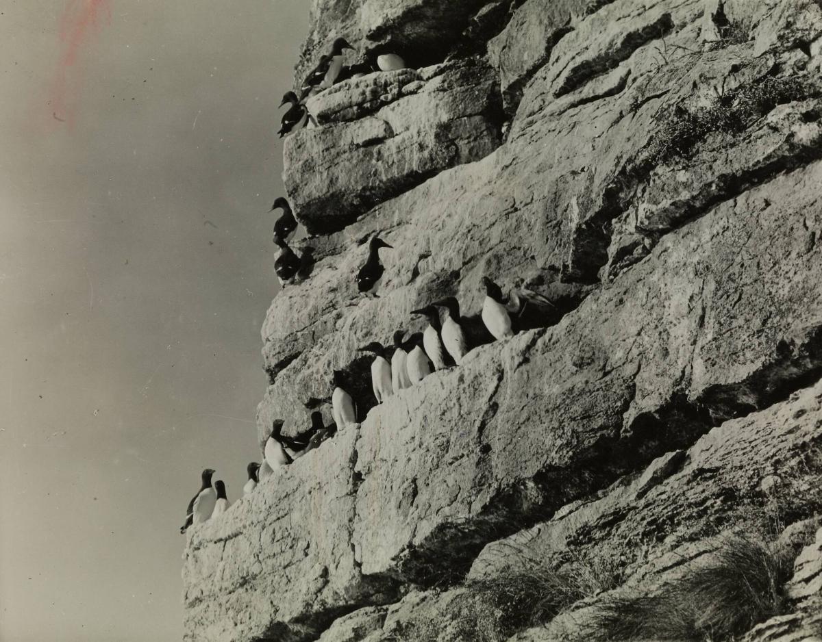 Sillgrisslor. Stora Karlsö, Gotland