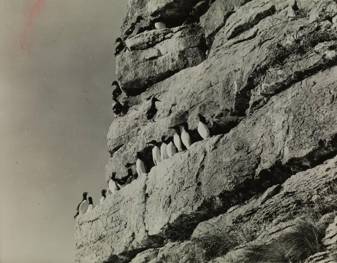 Sillgrisslor. Stora Karlsö, Gotland