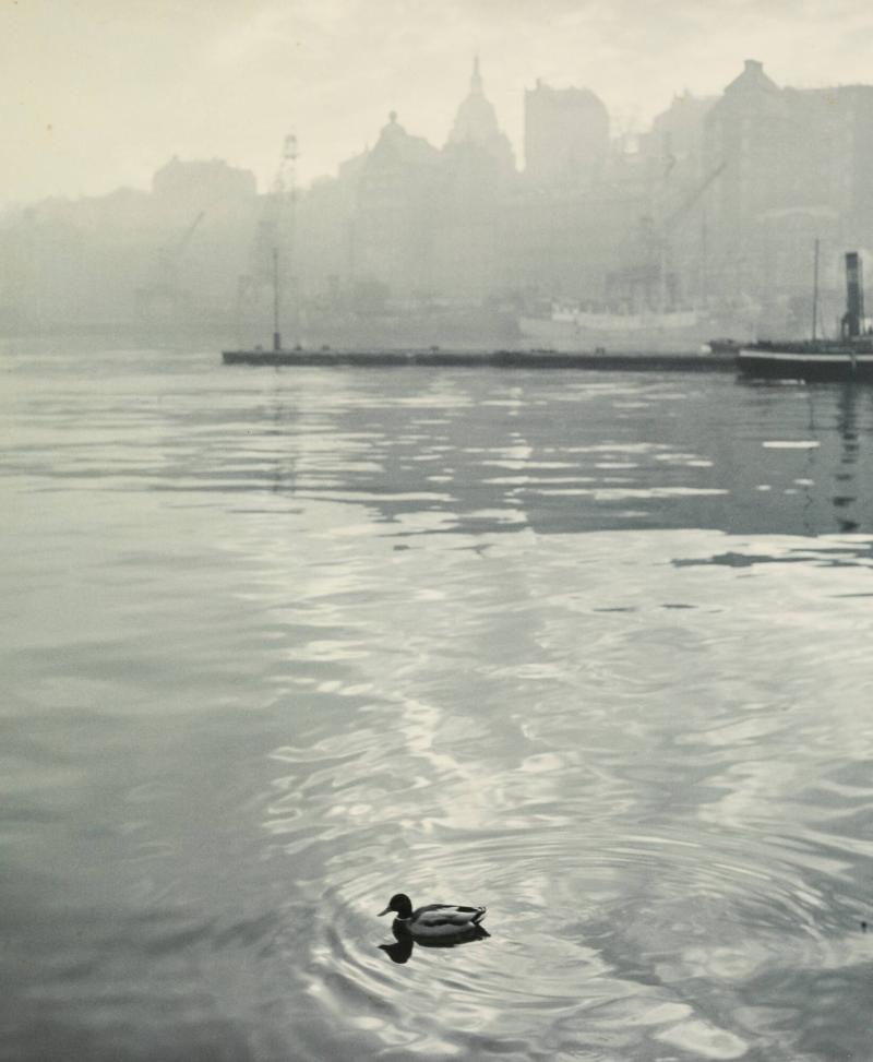 Morning Scene