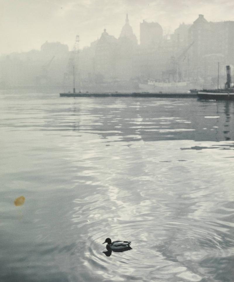 Morning Scene