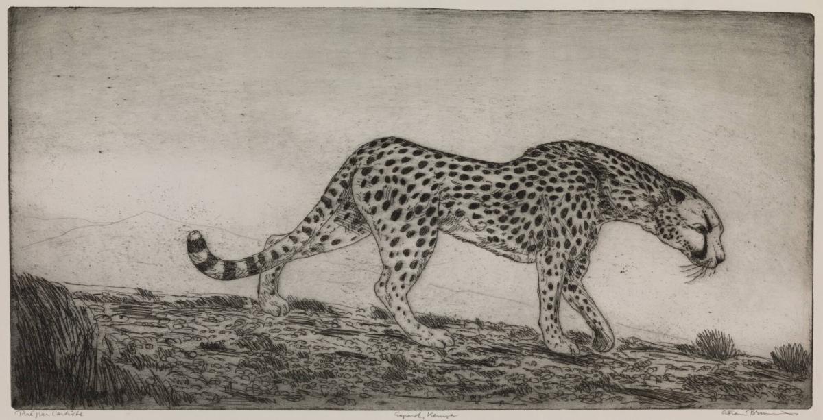 Gepard