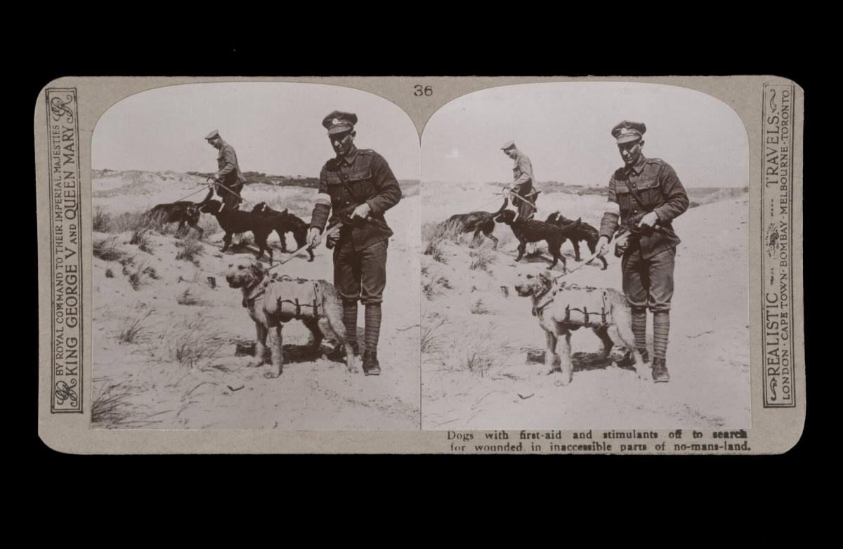 Dogs with first-aid and stimulants off to search for wounded in inaccessible parts of No-Mans-Land. From the box The Great War