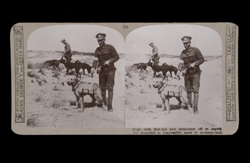 Dogs with first-aid and stimulants off to search for wounded in inaccessible parts of No-Mans-Land. From the box The Great War