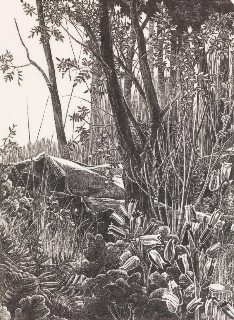 Undervegetation