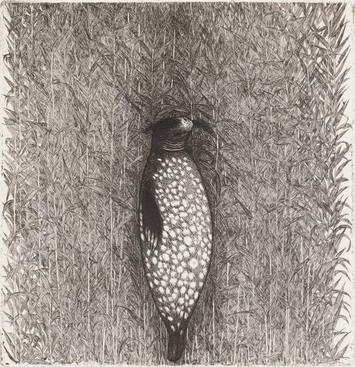 Säl. FfGK 1982