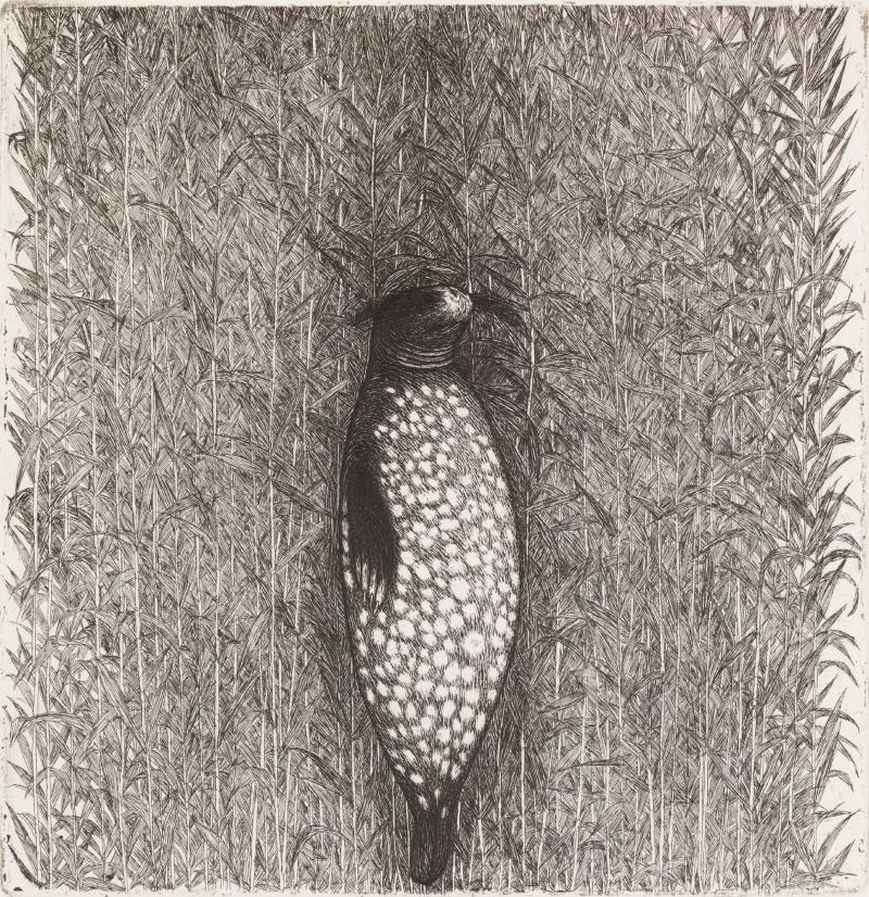 Säl. FfGK 1982