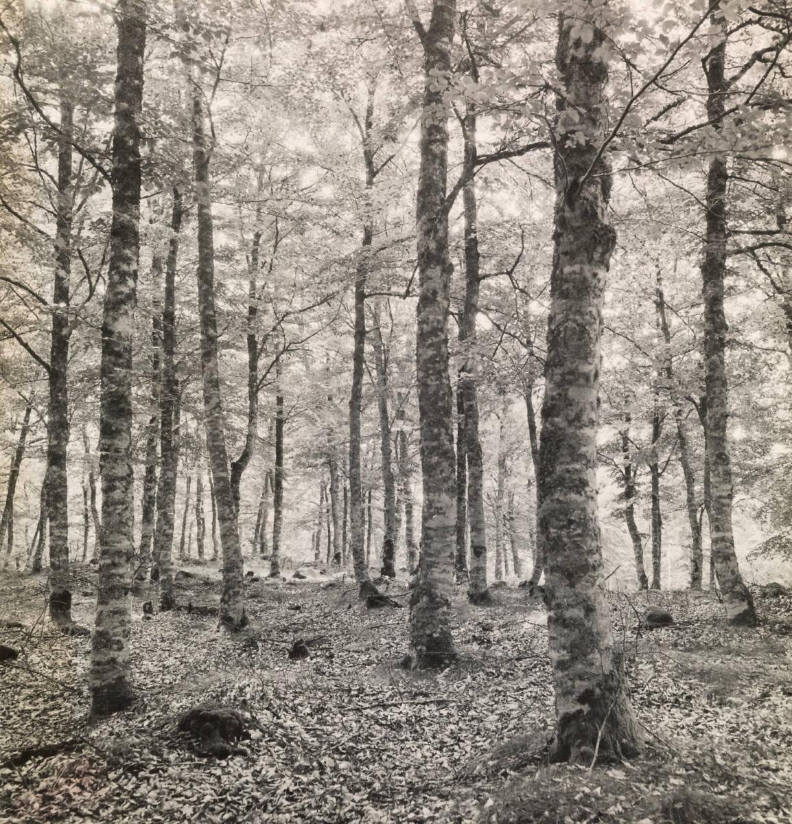 "Fixus", N:o7 (Bokskog, Småland)
