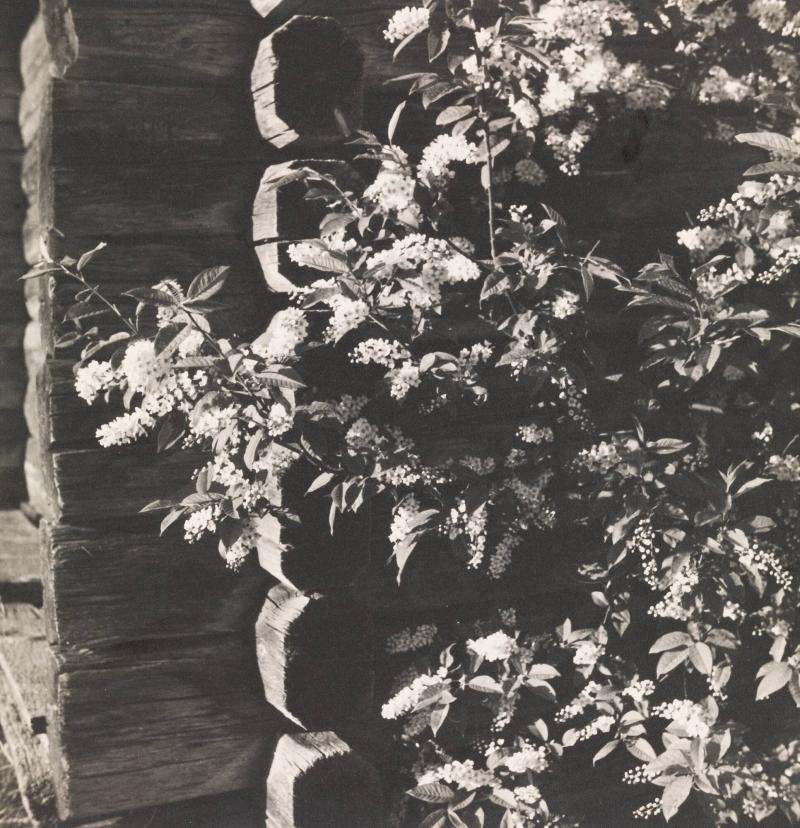 Häggen blommar