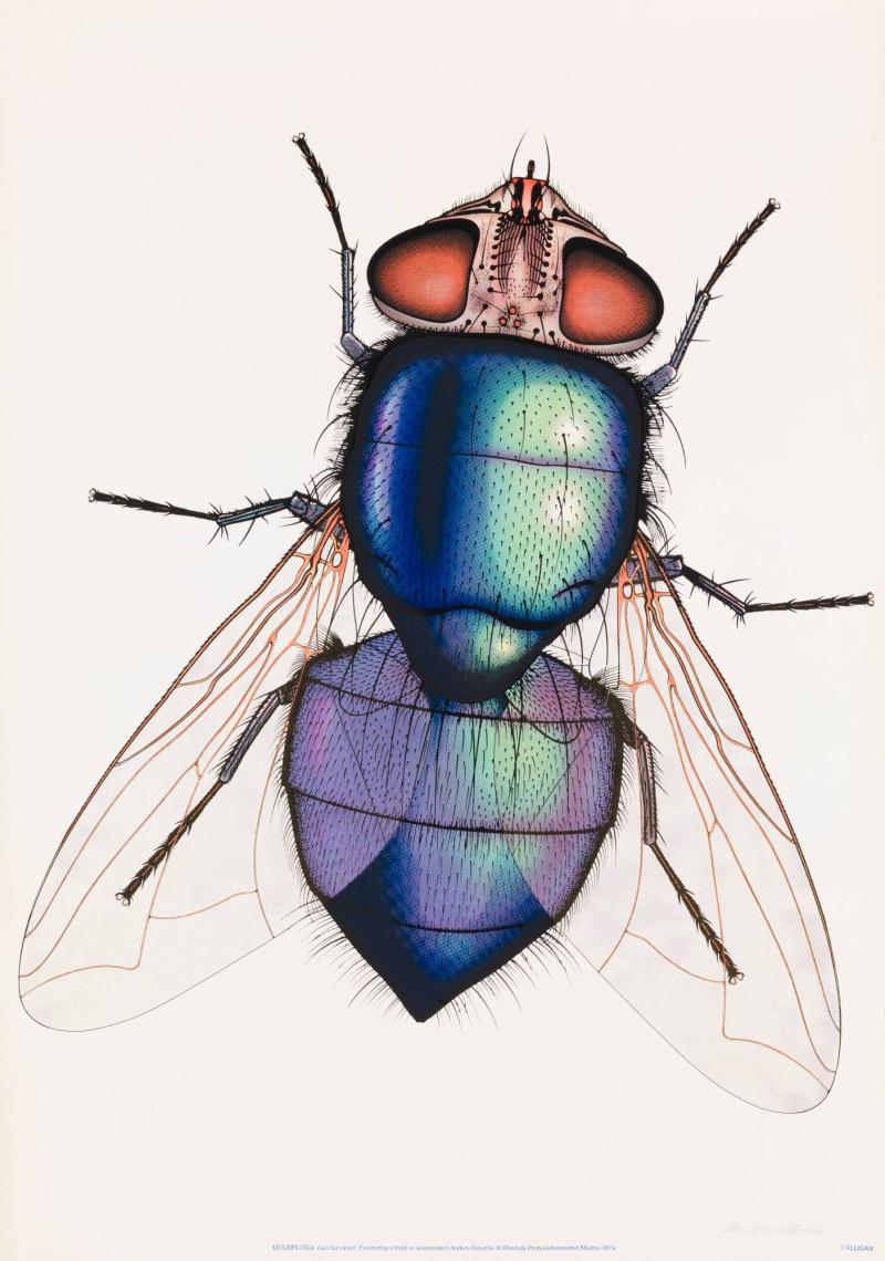 Guldfluga