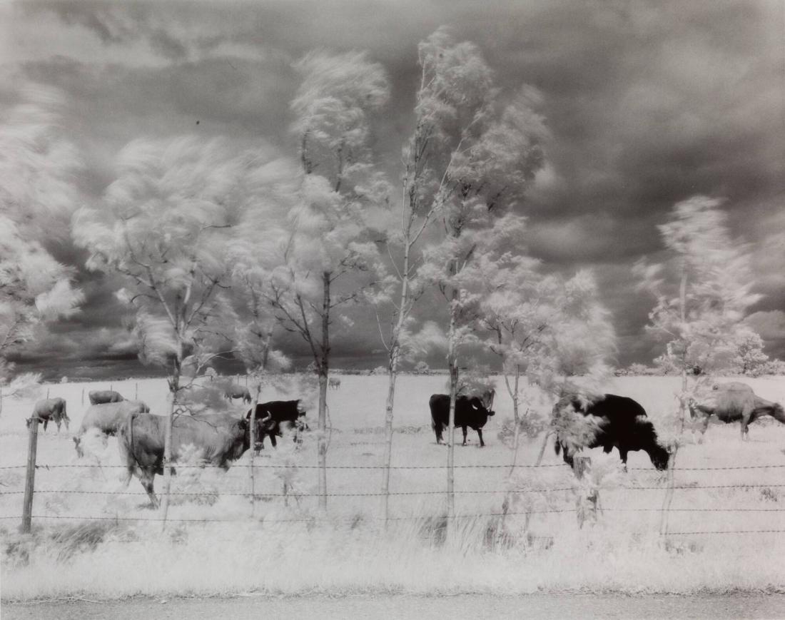 Äleklinta, Öland 1981