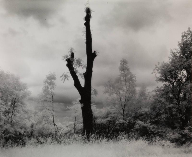 Grönhorva, Kårehamn, Öland 1981