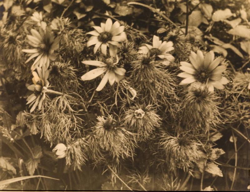 Arntorpa rosor (Adonis vernalis)