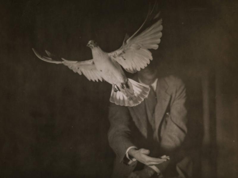 Homing Pigeon Rising from a Man's Hand