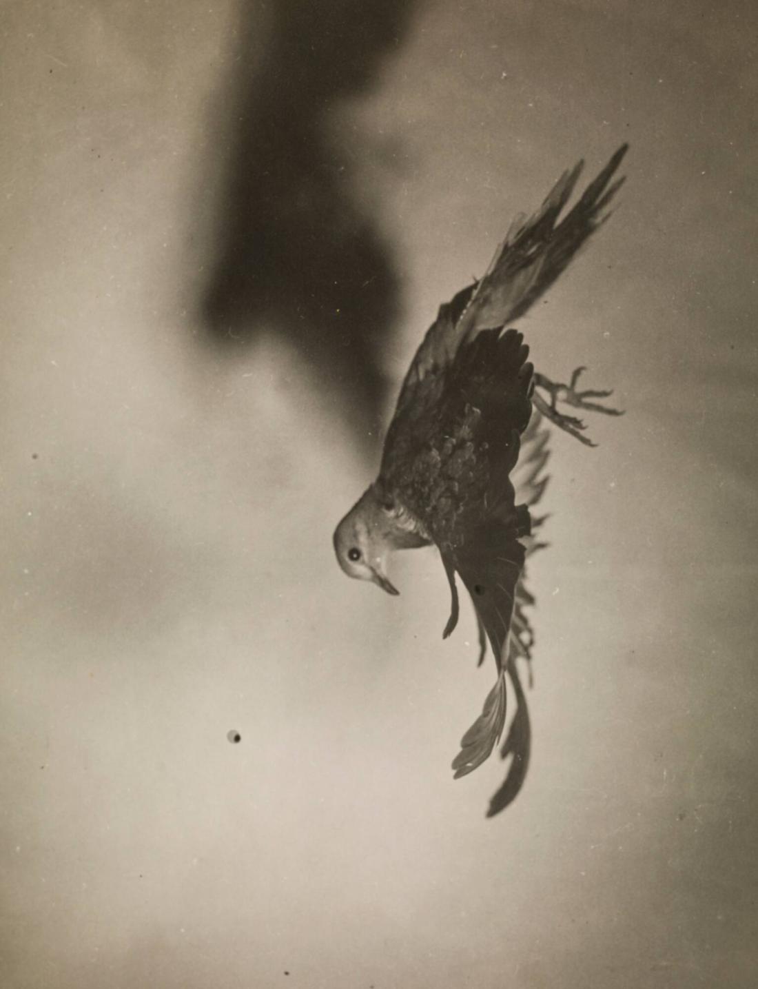 Morning Dove in Flight