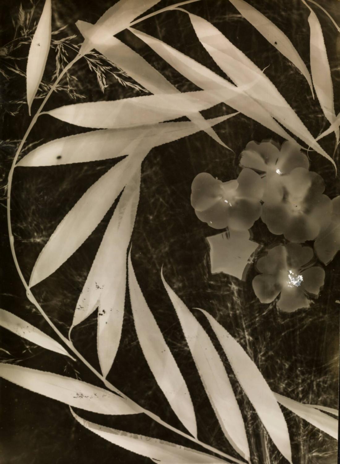 Photogram