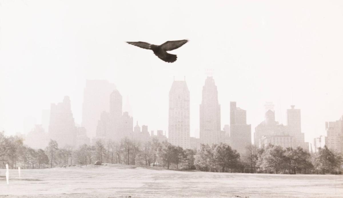 Central Park, New York