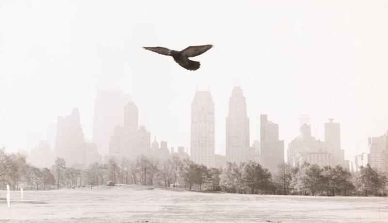 Central Park, New York