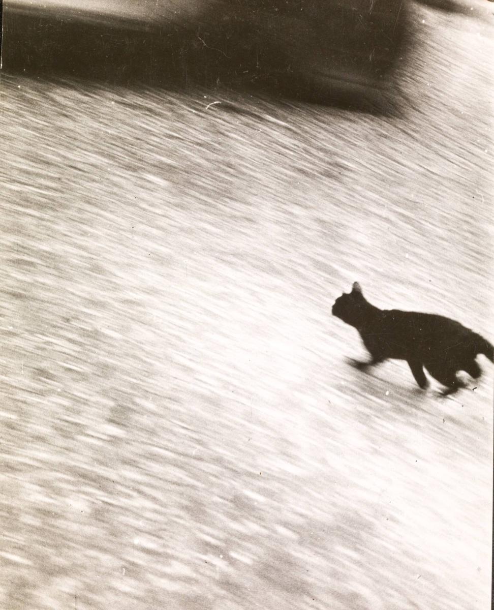 Cat, Paris
