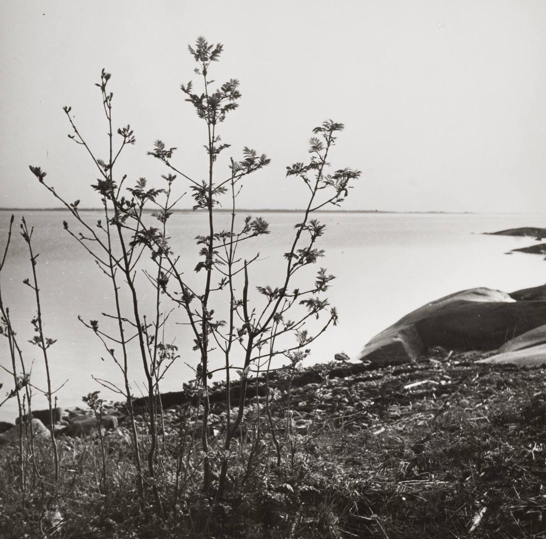 Vår i havslandskapet