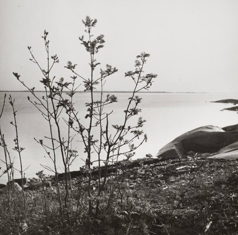 Vår i havslandskapet