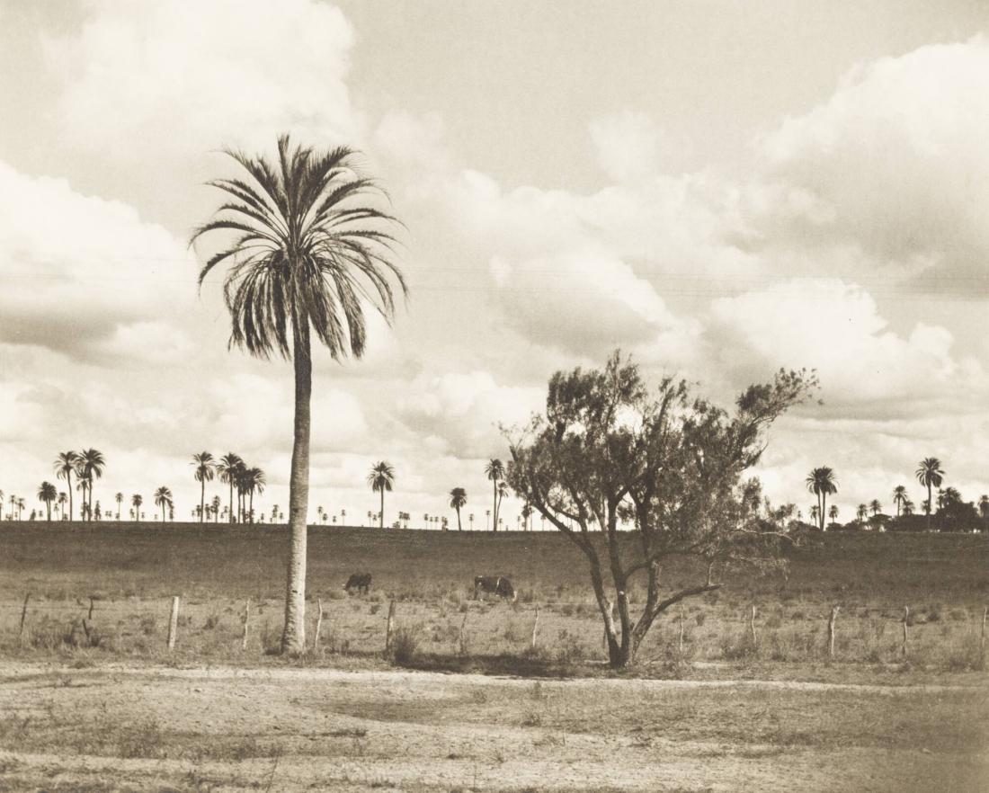Där pampans betesvidder tränt in i palmernas rike. Från provinsen Entre Rios, nära Concordia, N örtsa Argentina.