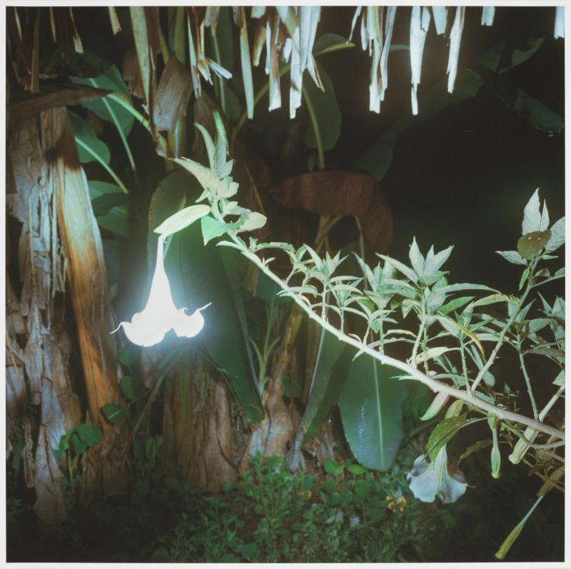 Brugmansia suaveolens, Betania, Pucallpa. Ur serien Oneiro's Garden