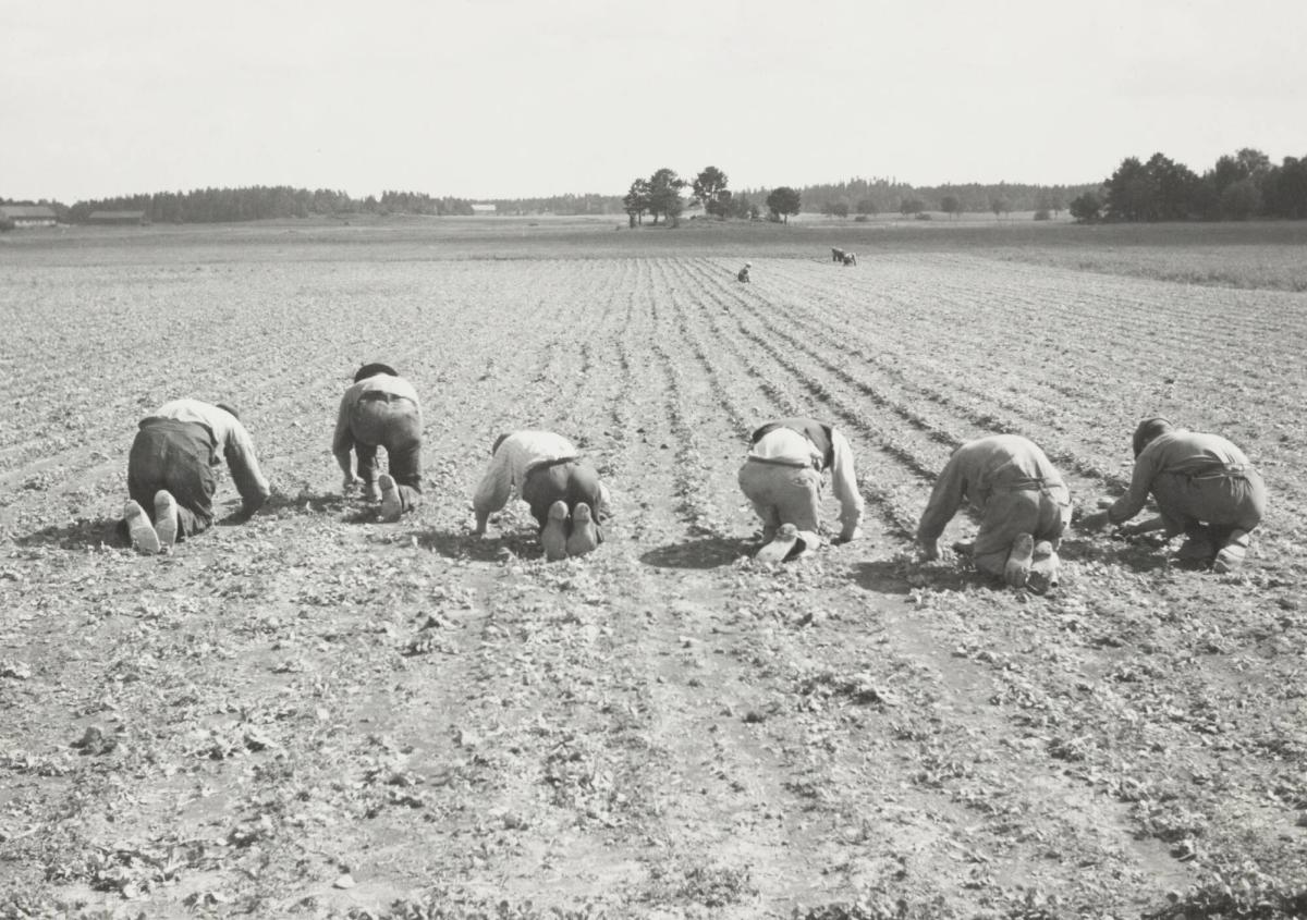 Rovgallring i Västmanland Fantetorps gård, Köping juli 1935