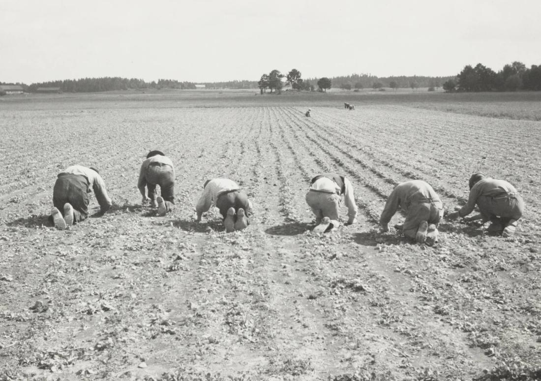 Rovgallring i Västmanland Fantetorps gård, Köping juli 1935