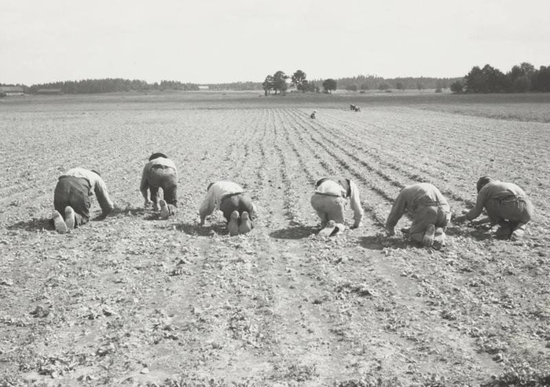 Rovgallring i Västmanland Fantetorps gård, Köping juli 1935