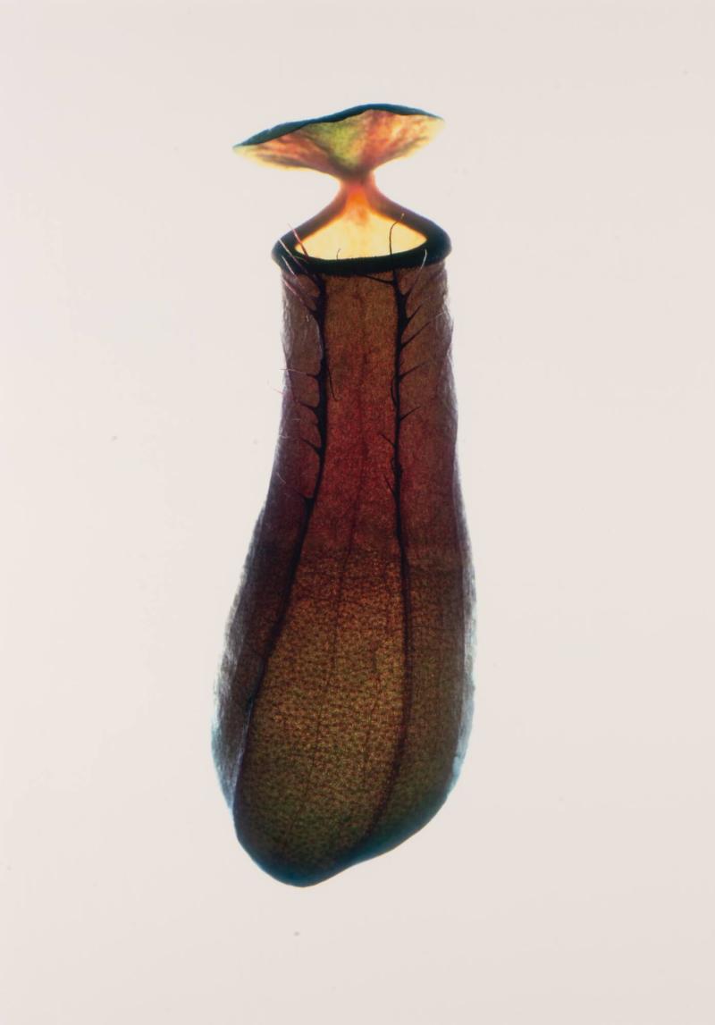 Nepenthes Frontal. Ur serien Nepenthes Laughing