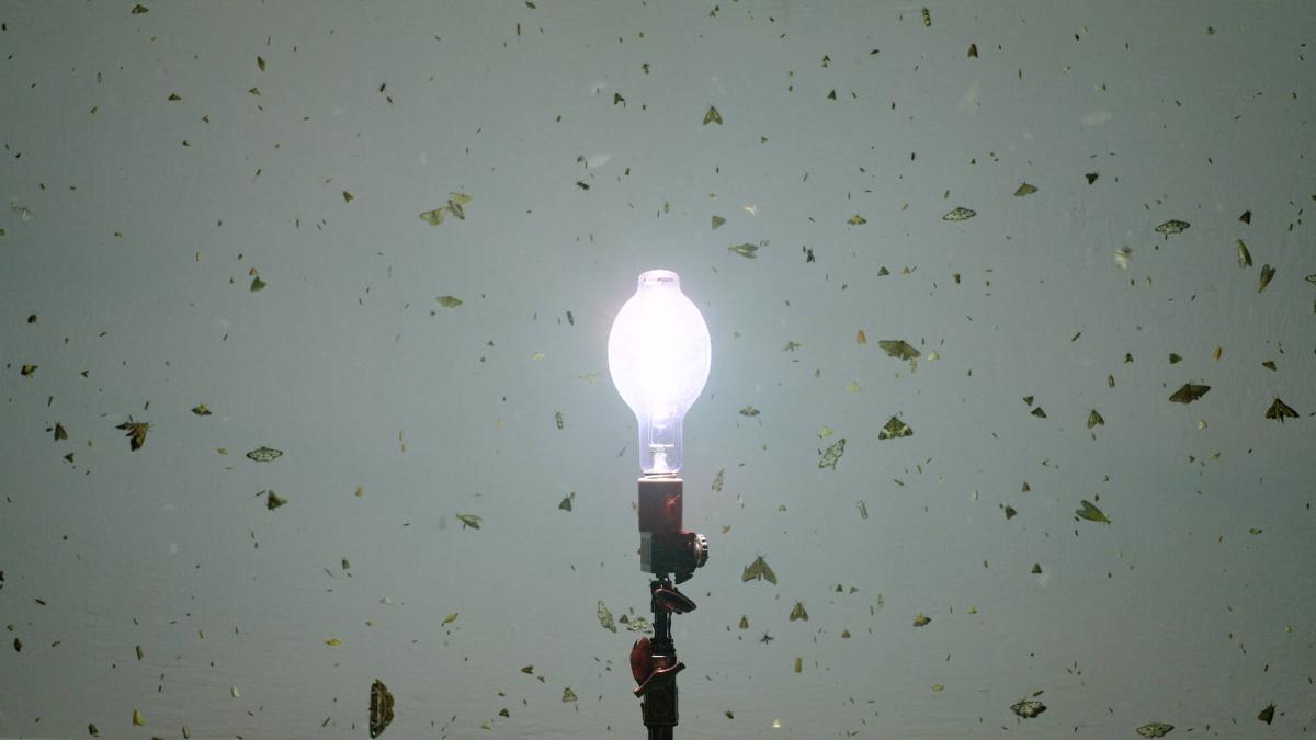 Stillbild från galleriet