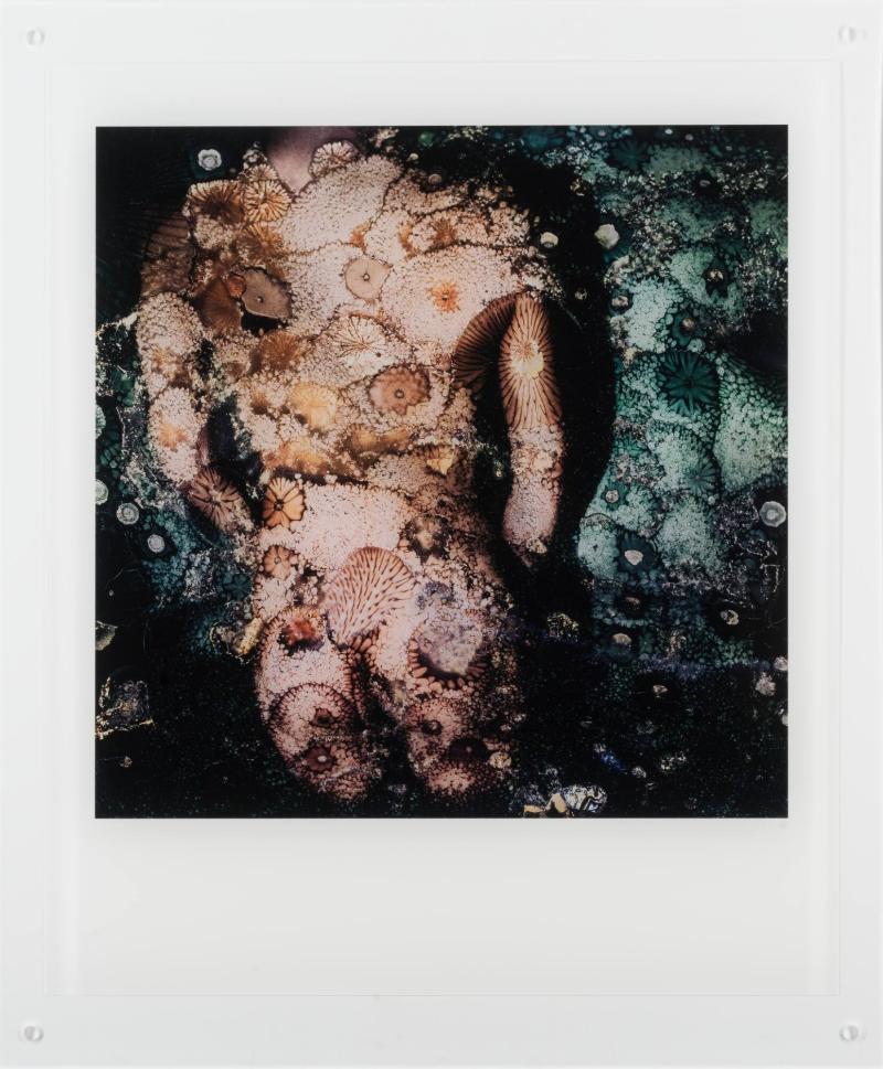 SX-70 Polaroid - Porträtt av konstnären i transsexuell förvandling #1