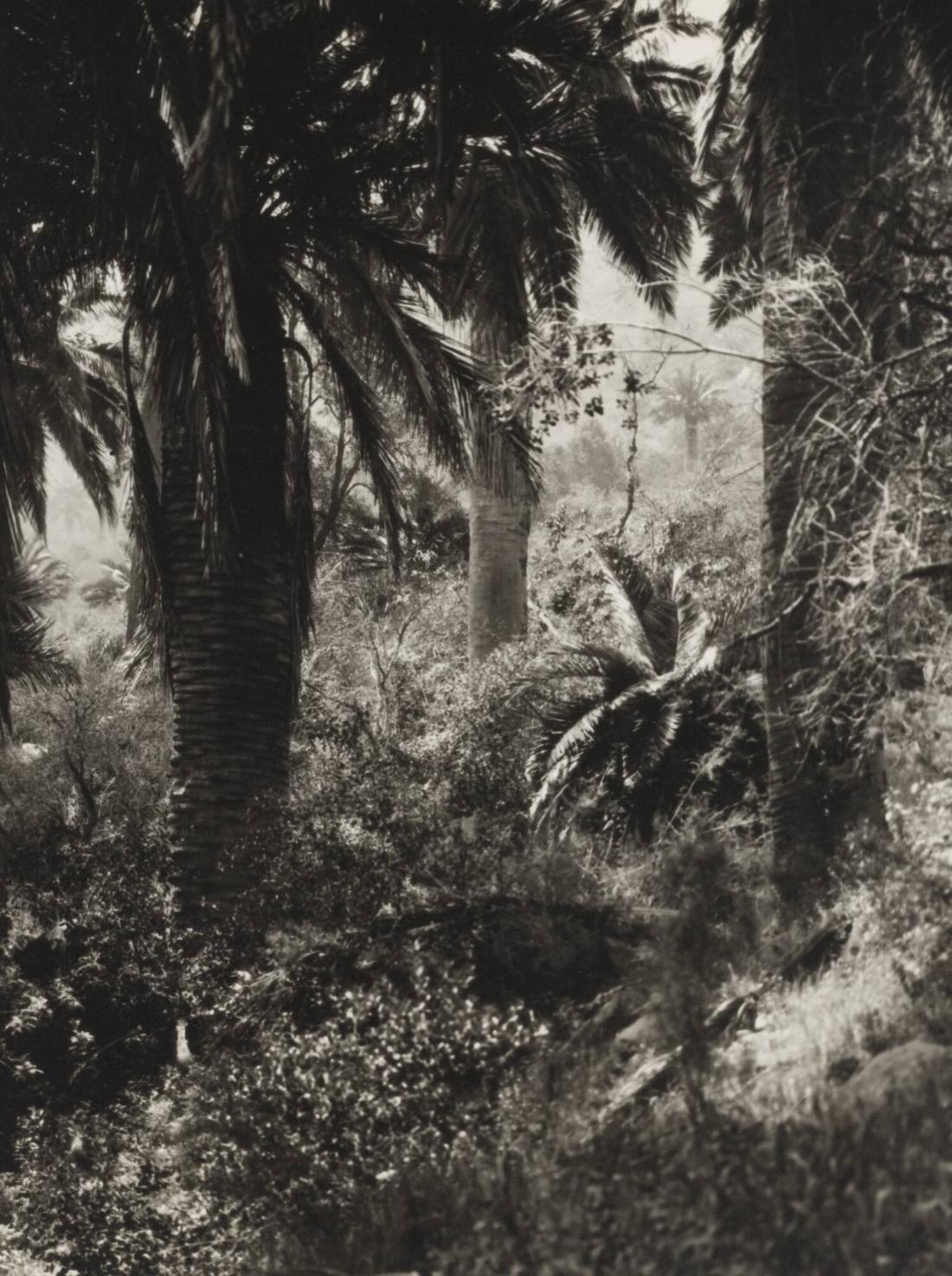 Vegetación en el Valle de Ocoa, Chile