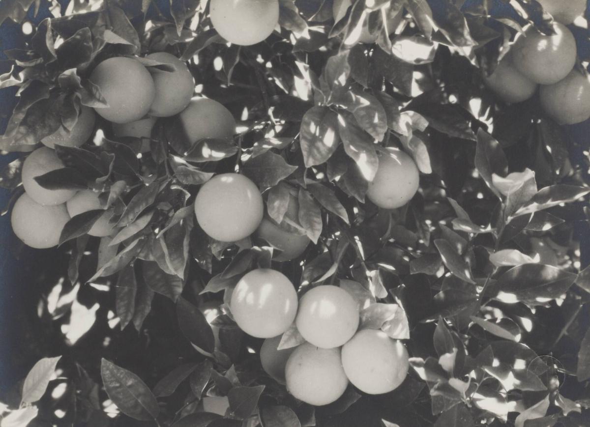 Naranjas de Pica, Chile